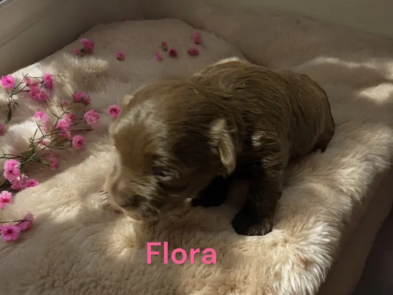 Flora