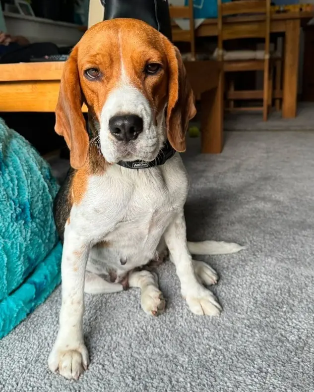 Eva – Beagle