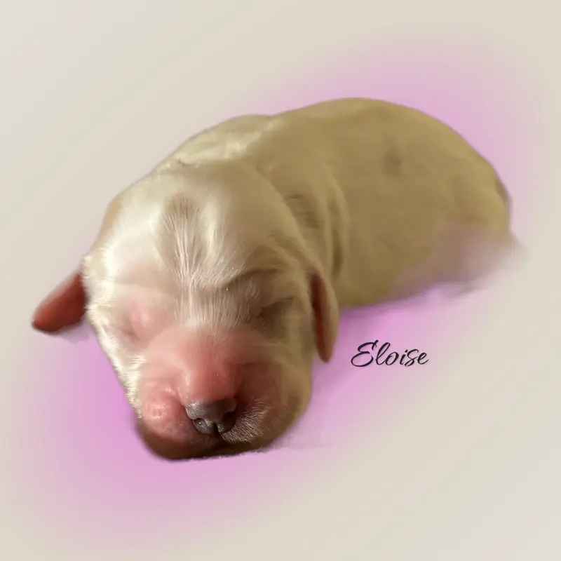 >Eloise