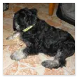 Art'Marant Vincenzo