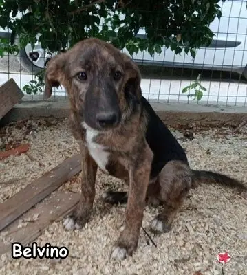 Belvino main gallery image
