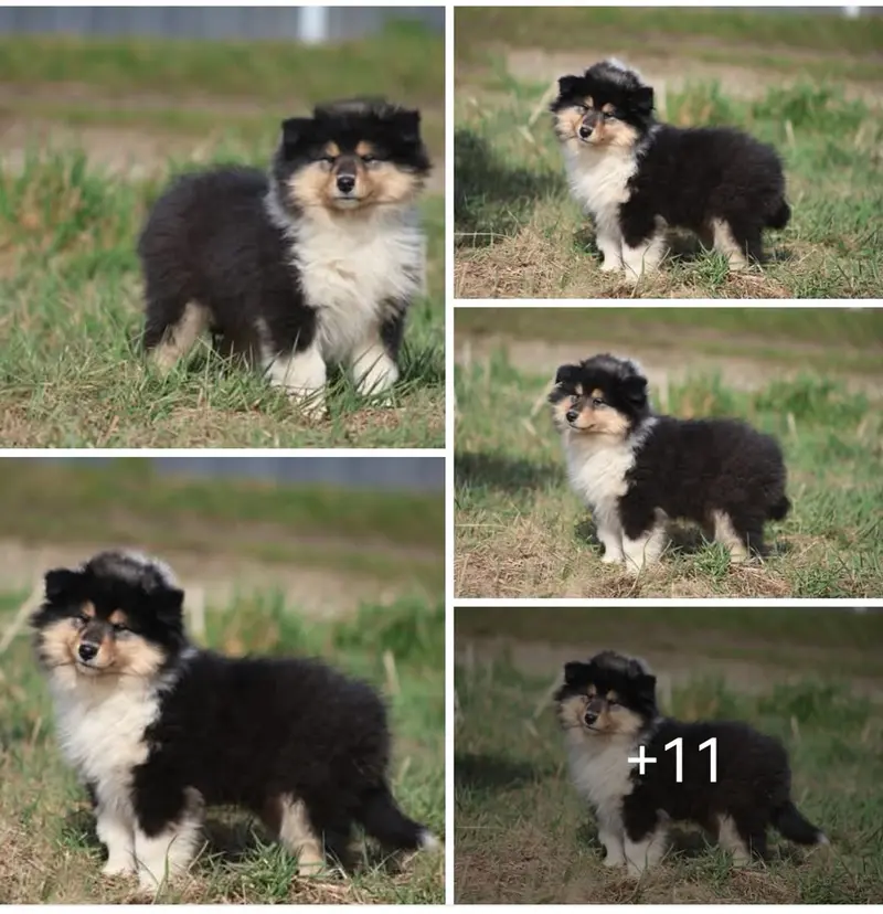 SÜSSES TRICO Girl VDH/TOP Colliewelpen sind ab sofort auszugsbereit main gallery image