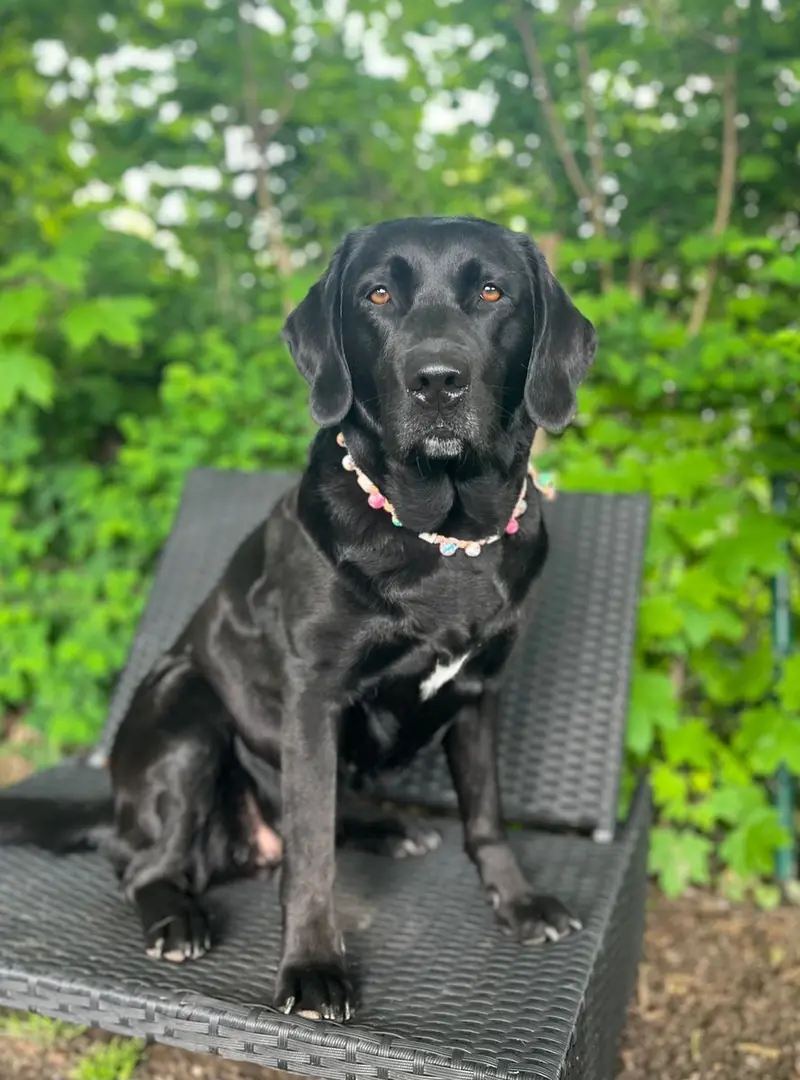 Wurfplanung braun - schwarze Labradorwelpen duale Linie – Labrador Retriever Puppy