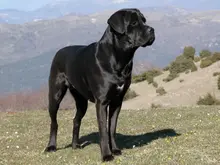 Cane Corso Italiano Charakter & Wesen: Passt die Rasse zu dir?