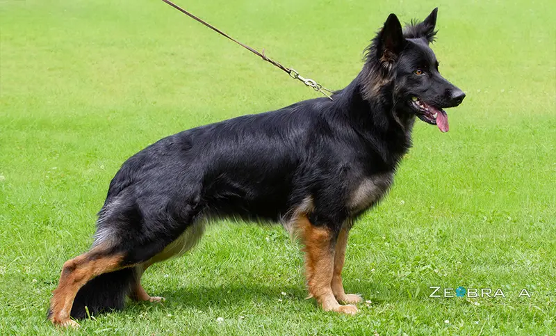 Edda von Schleck of Wolfcubs