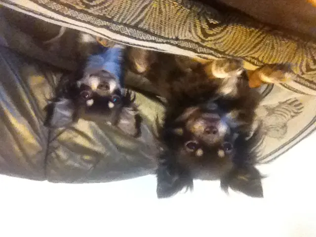 Diana vom Sommersee
