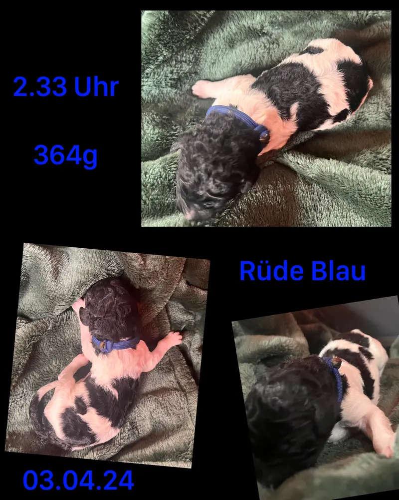 Blau