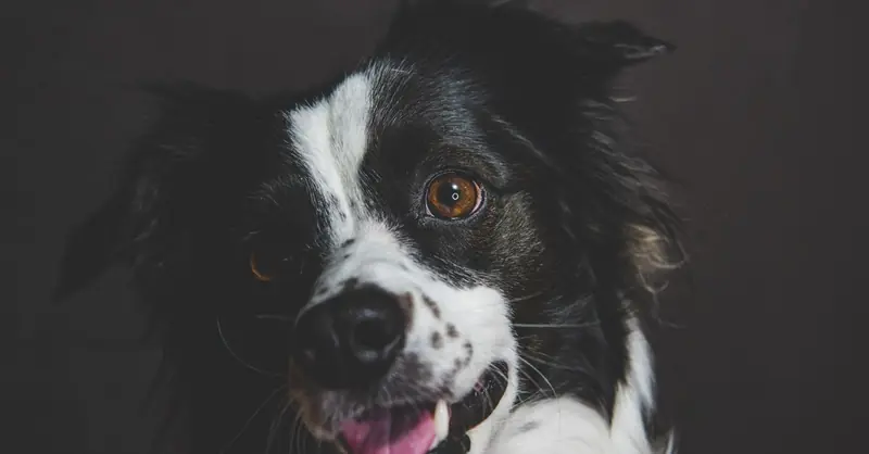 Extreme Breeding in Dogs: Insights from Achim Gruber