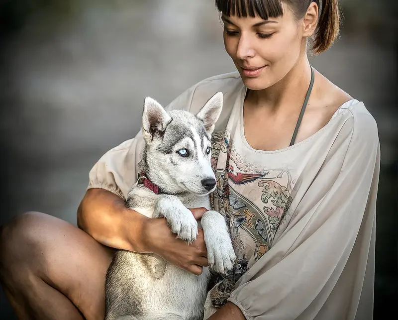 Siberian Husky aus Arbeitslinien main gallery image