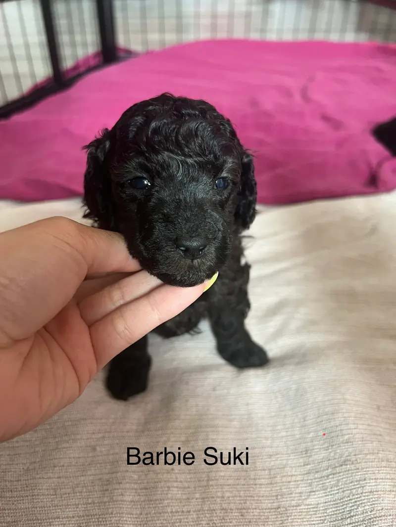 Barbie Suki