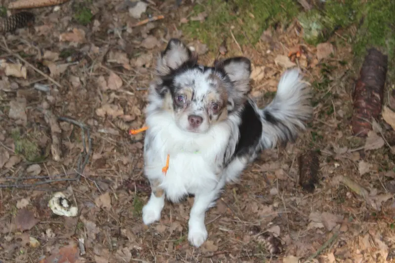 Kendl Cookie von Sonnenfeld