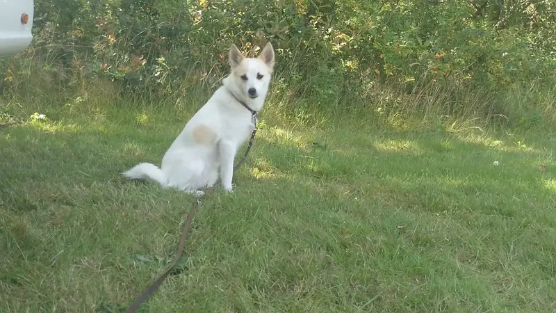 Lilja