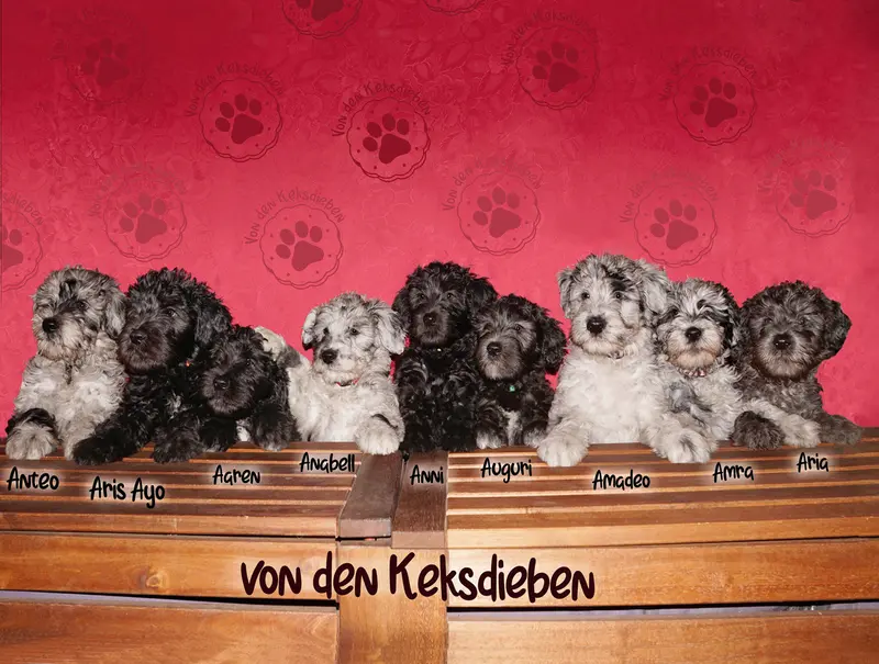 von den Keksdieben main gallery image