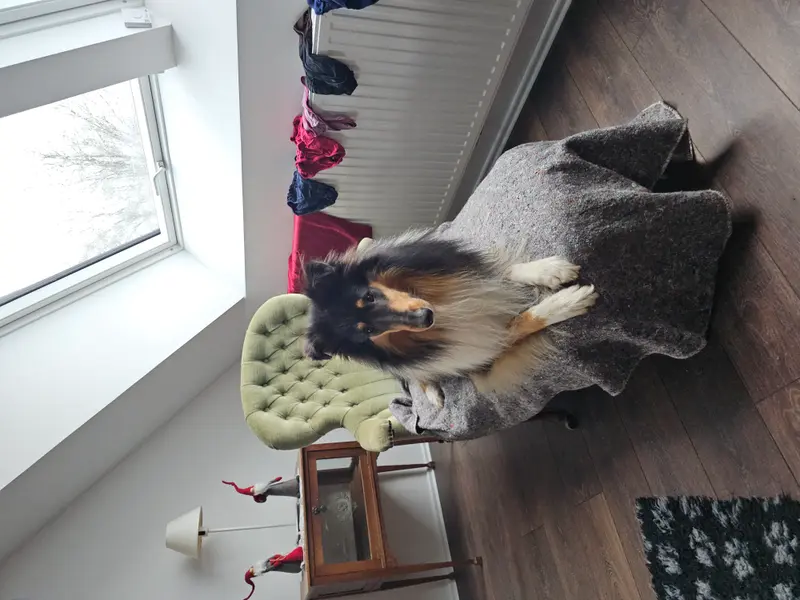 Bandit of True Fellow
