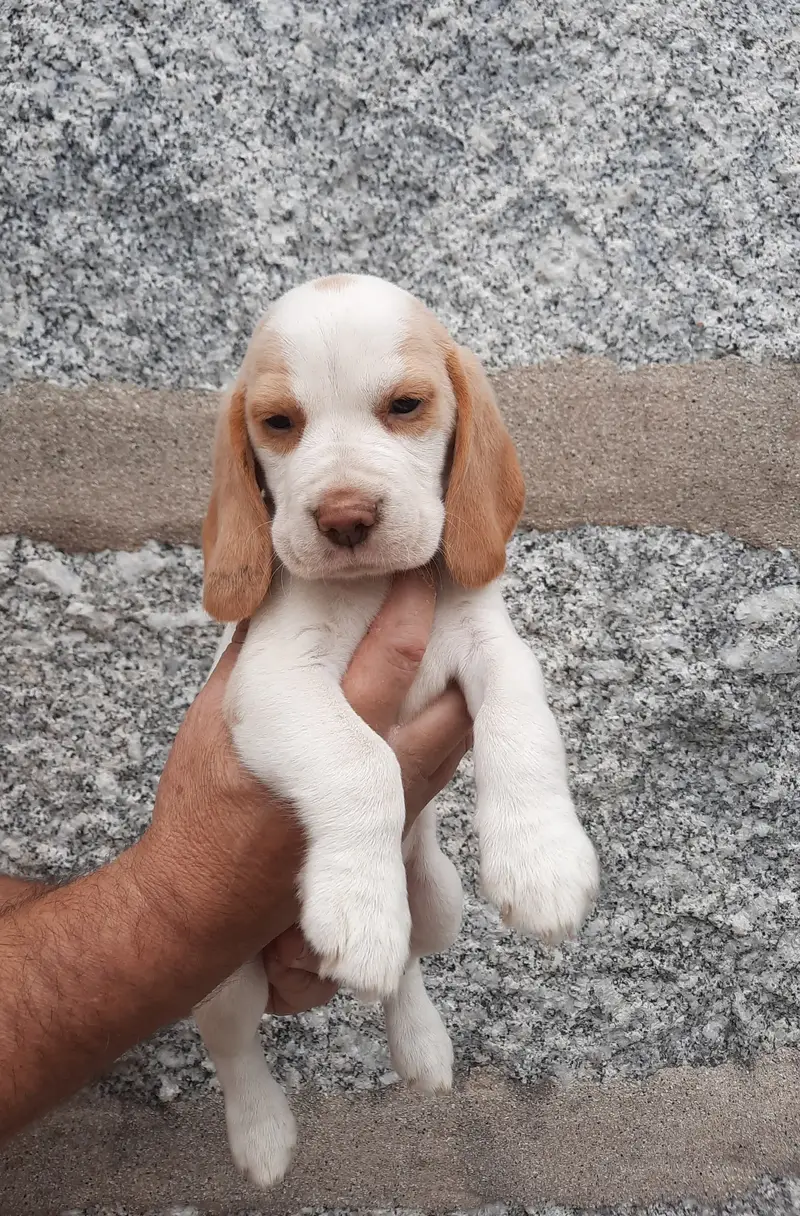 Teddy