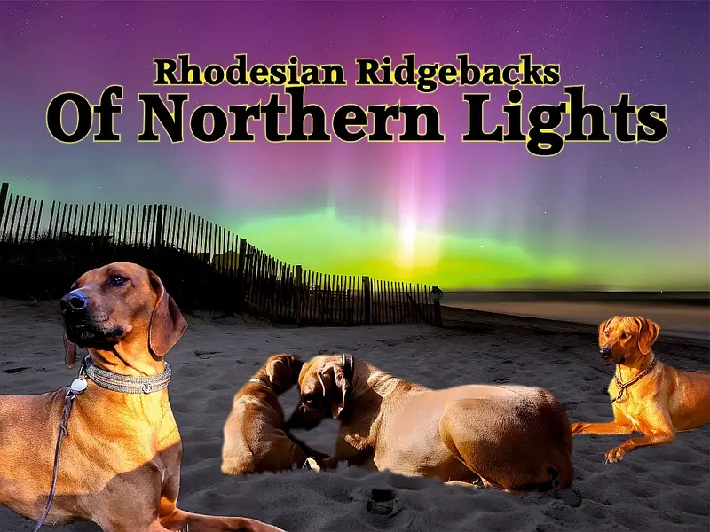 Of Northern Lights main gallery image