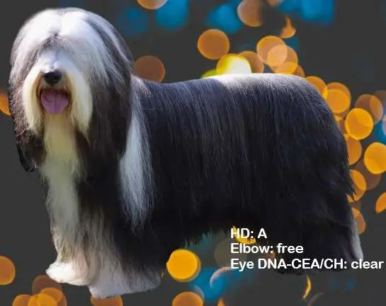 Deutscher Champion Jewels of Dogs Pepermint