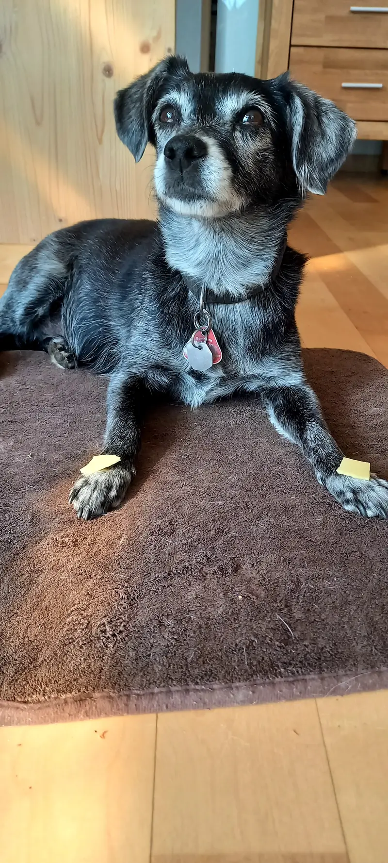 Laika