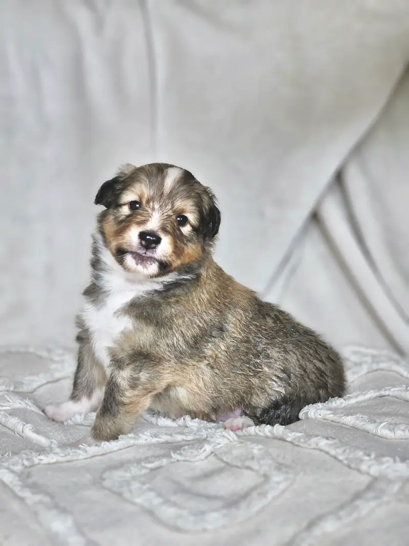 Milo