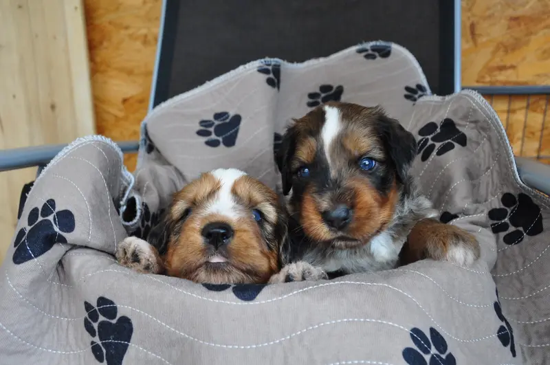 Fotka vrhu: Puppy
