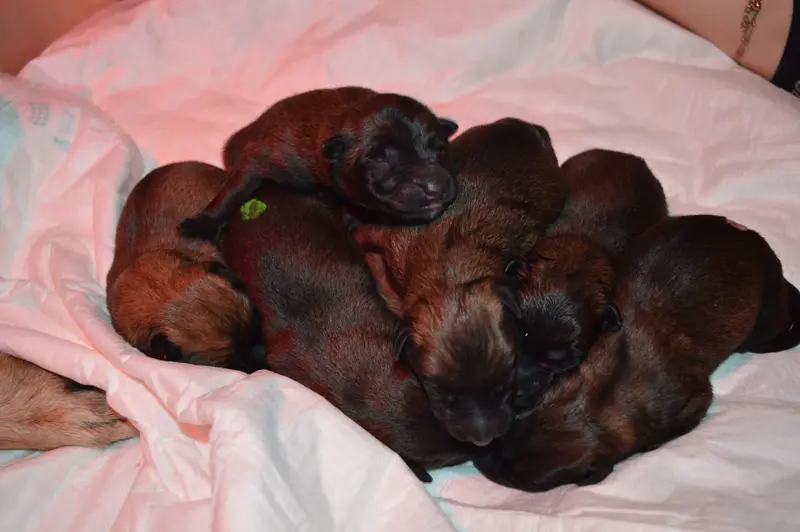 Zdjęcie miotu: Puppy