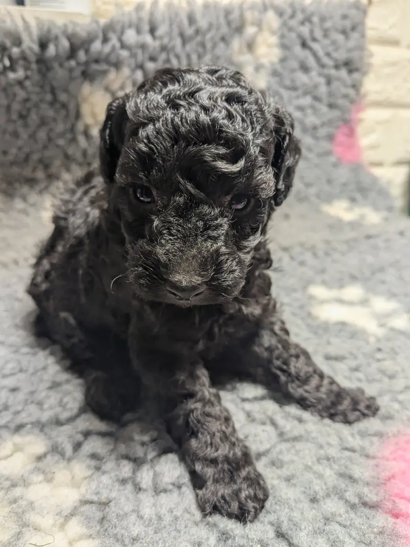 Walter