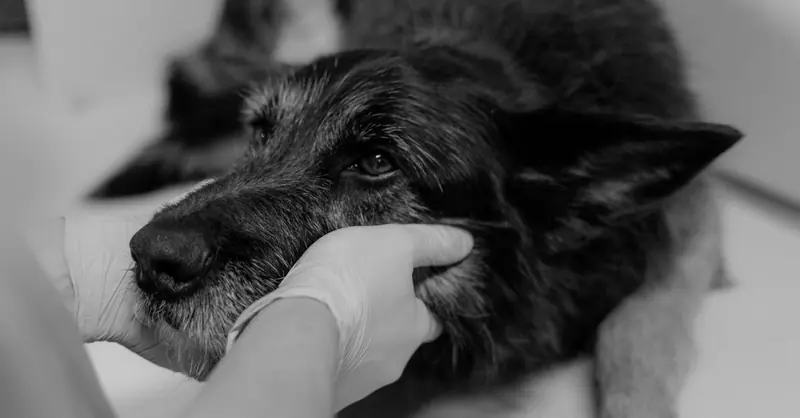 Kosten der Hundekastration nach GOT im Überblick