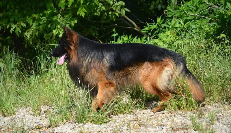Zorrac vom Ermeland FCI