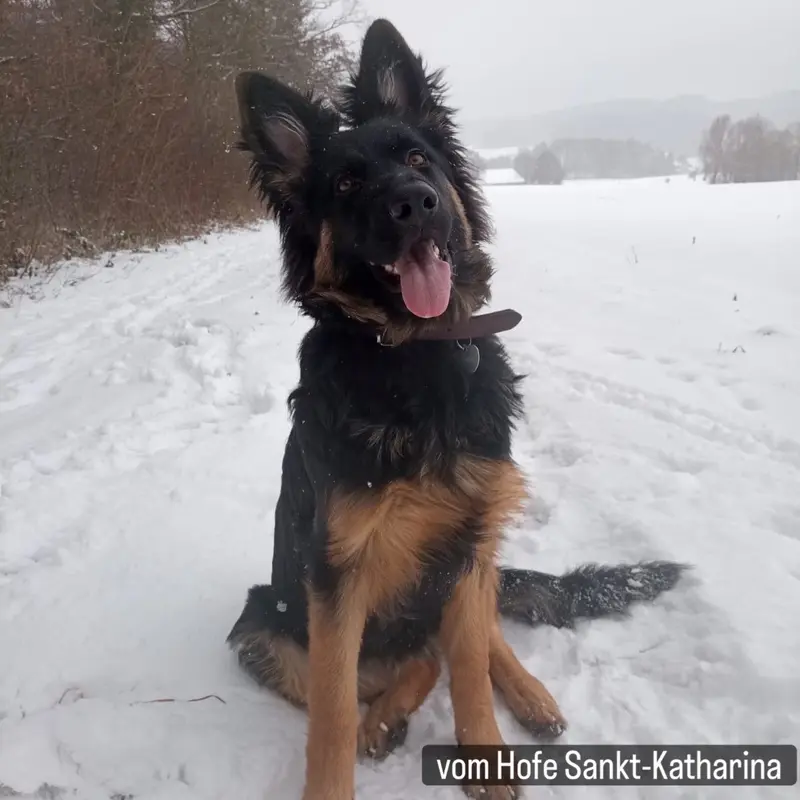 Vergangene Würfe