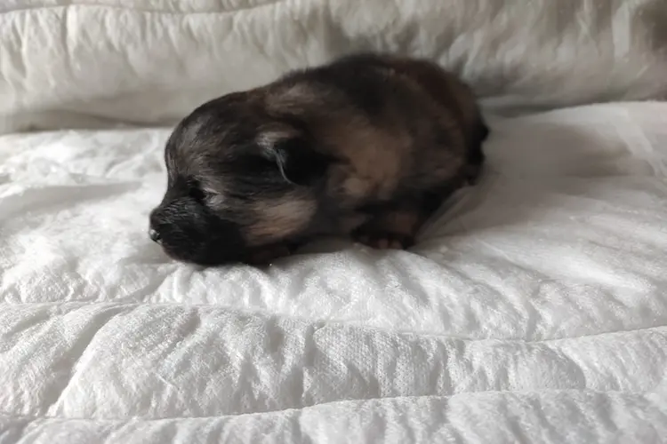 Juno
