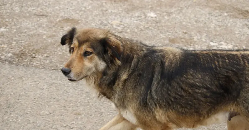 Dog Leash Laws in Bavaria: Rules & Fines
