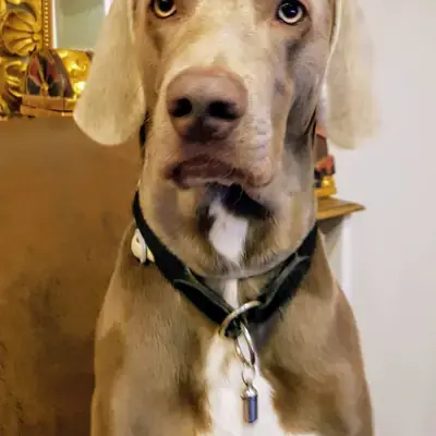 Balu von Schloss Kranichberg