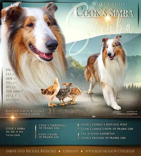 Cook's Simba