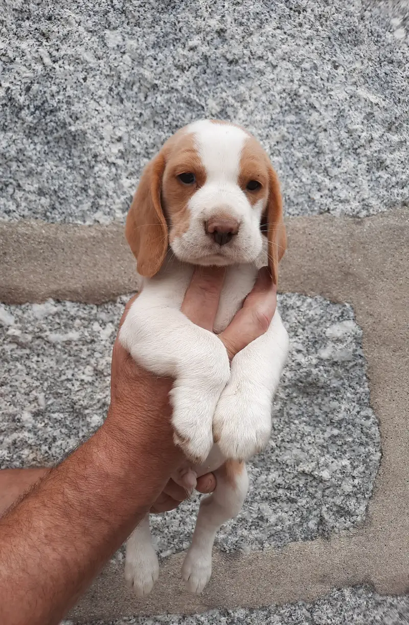 Toby