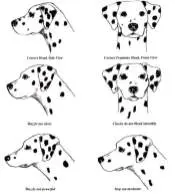 April with countless spots