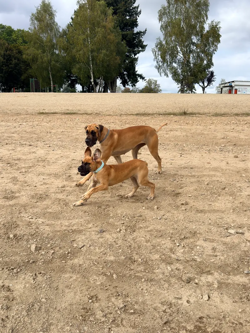 von der Edelruh – Deutsche Dogge