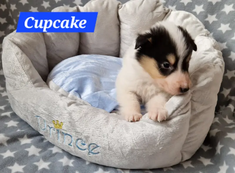 Cupcake, rüde, weiss tricolor 