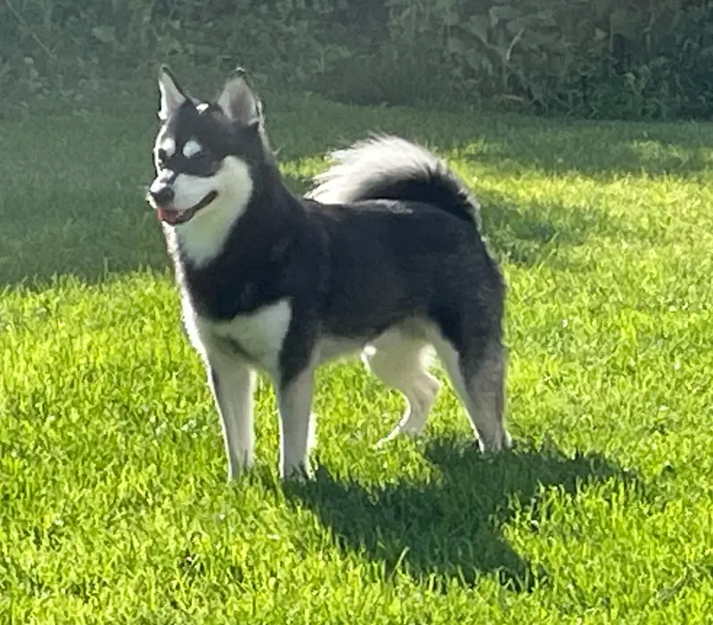 Taylaks Loki At Aurora