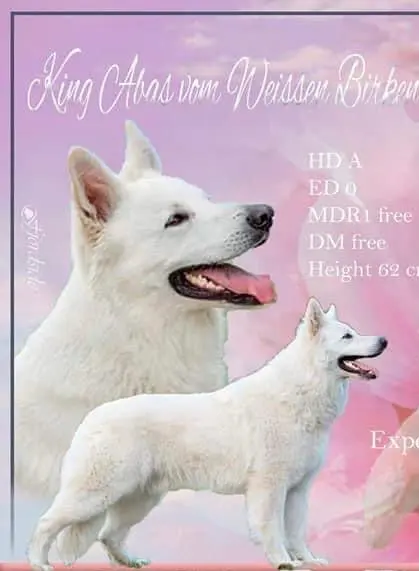 King Abas vom weissen Birkenstolz