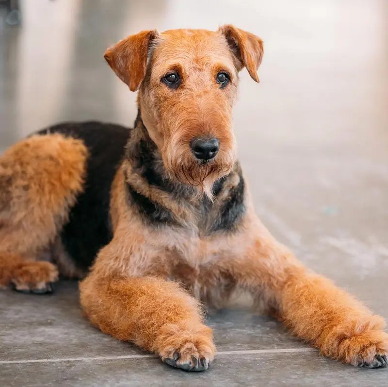 Airedale terrier til salg: Pris, opdrættere & råd
