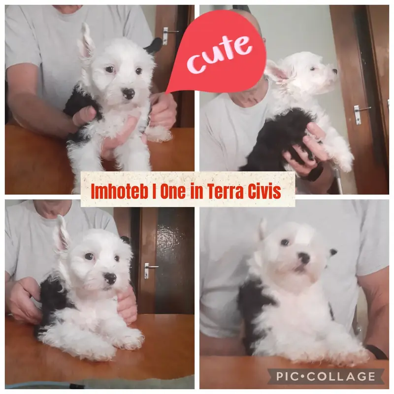 Inhoteb – Chinese Crested Dog Welpe