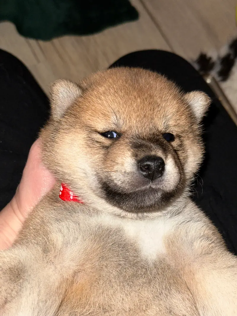 同窝幼犬照片: Puppy