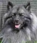 Nyssa