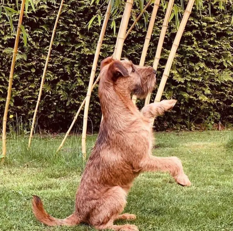 CATCH-ME-BANDITS Amber