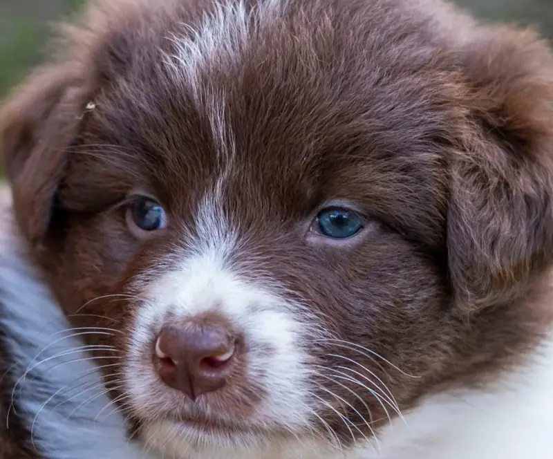 Mädl – štěně Australian Shepherd