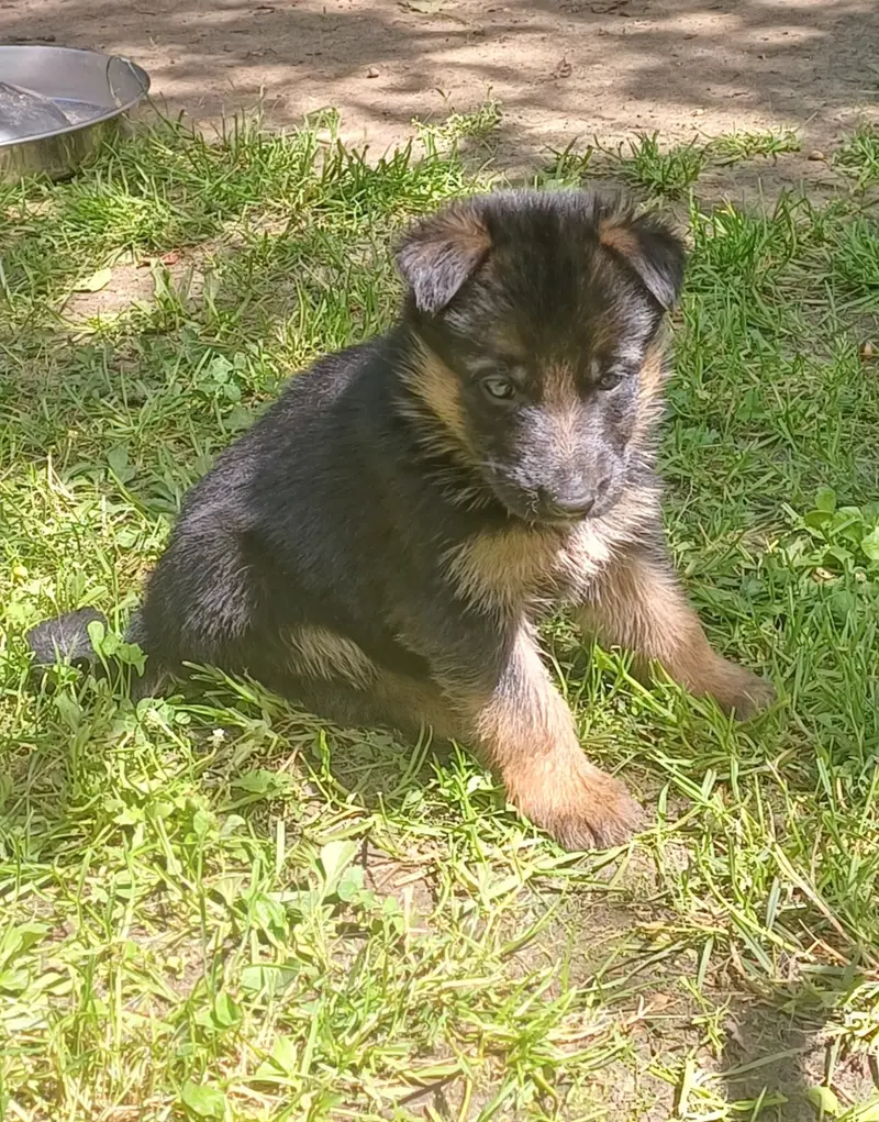 Ludwig