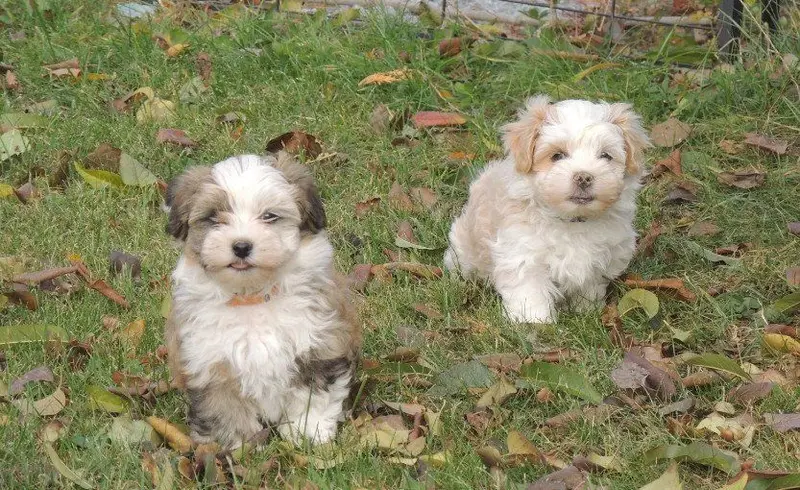 Maxe
