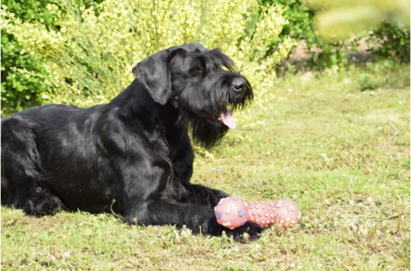 Riesernschnauzer von Ellys-meute main gallery image