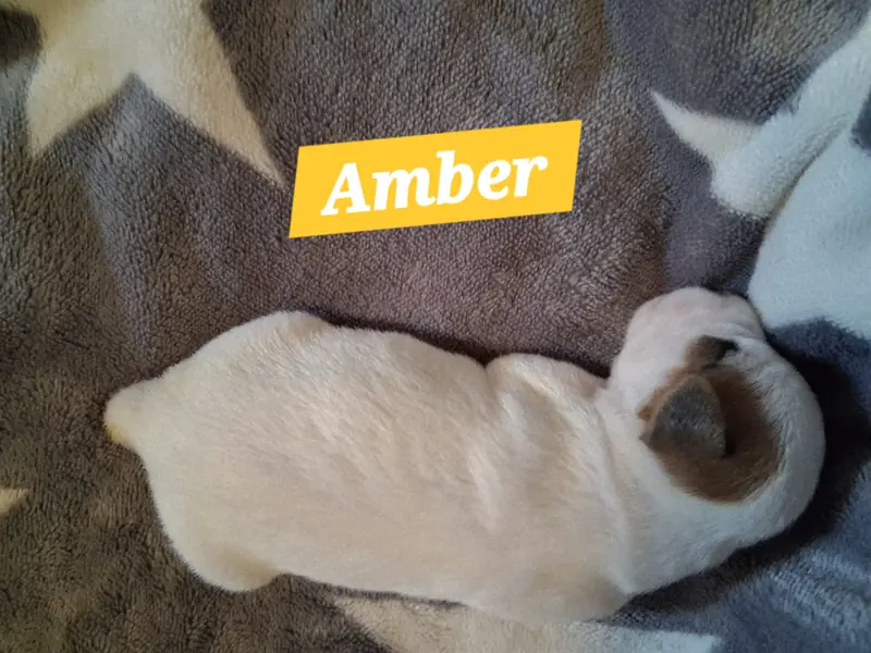 Amber – Parson Russell Terrier Puppy