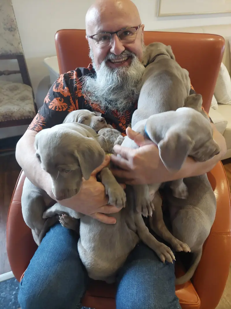 Weimaraner aus der Holzgasse main gallery image